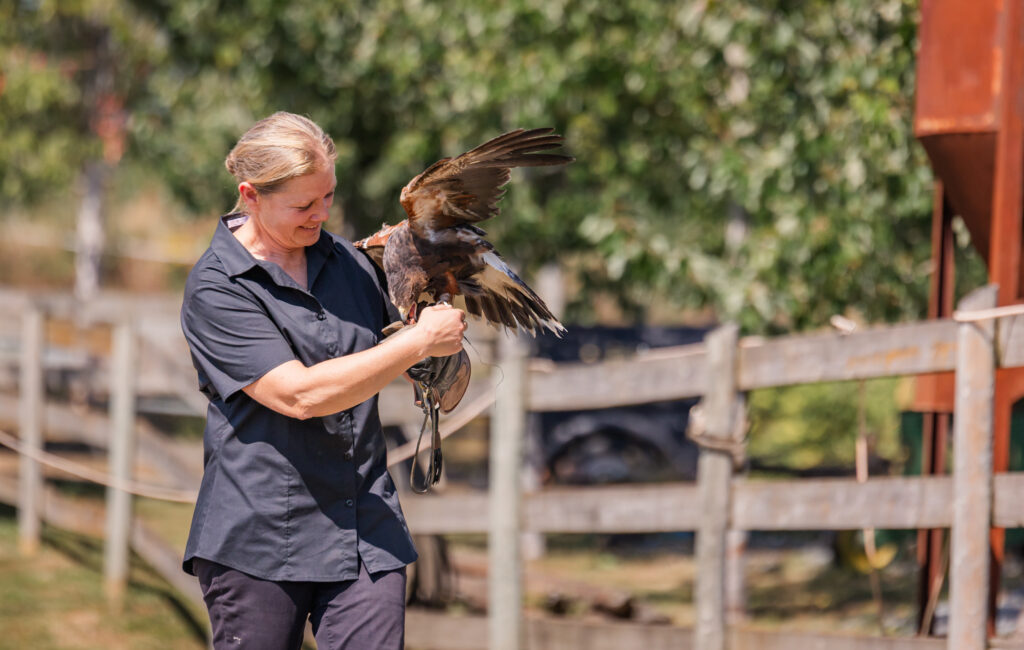 Hawk at Langley BC Wedding at Loft Country.